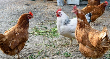 Jaká plemena kuřat snášejí nejvíce vajec